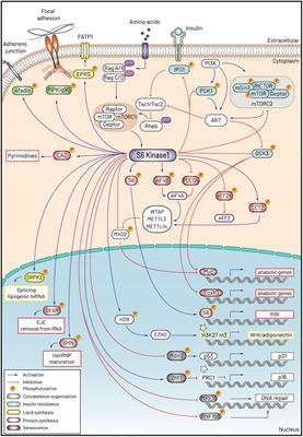 S6 kinase 1 at the central node of cell size and ageing